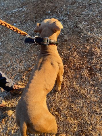 Pitbull Red Nose 2/3anni SALVATA CON 3CUCCIOLE 3MESI.COSENZA - Foto 9
