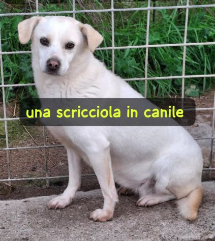 LUCE 7 ANNI 12 KG