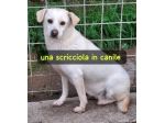 LUCE 7 ANNI 12 KG