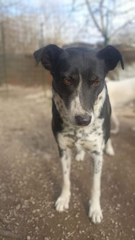 Kika - Foto 3