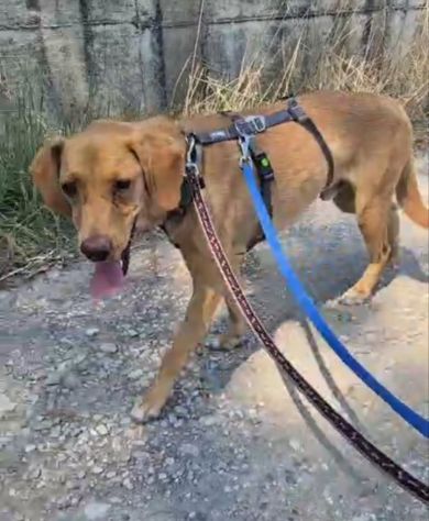 Flocky: 2 anni, taglia contenuta, socievole - Foto 6