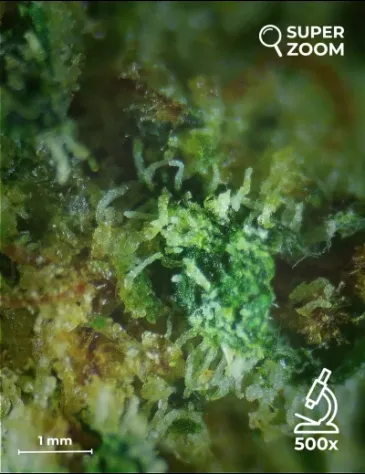 Super Skunk - Foto 4