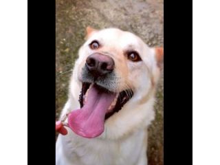TAKESHI BELLO AFFETTUOSO CANE IN ADOZIONE