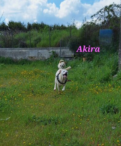 Meravigliosa Akira chiede una mamma sua. - Foto 3