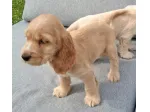 Cuccioli di Cocker Spaniel.