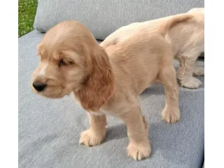 Cuccioli di Cocker Spaniel.