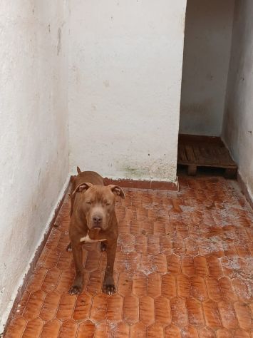 RED AMSTAFF 2 ANNI - Foto 4