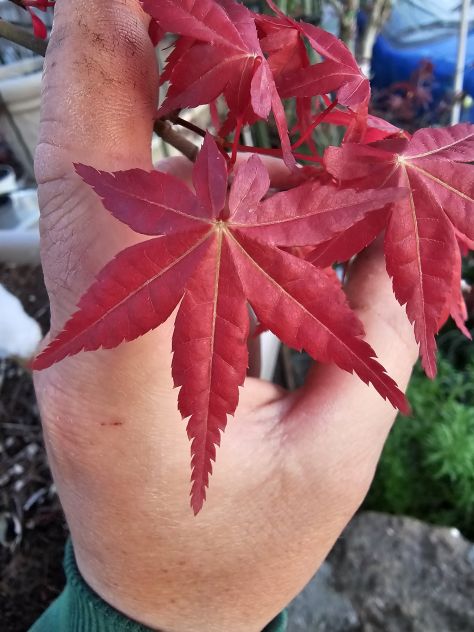 ACER PALMATUM DESHOJO (ANGUILLARA SABAZIA RM) - Foto 4