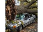 Acquistiamo autoveicoli schiacciati da alberi
