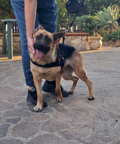 Pastore Tedesco 2anni e 1/2 scartata xchè CIECA E SORDA ma autonoma !! SICILIA - Foto 8