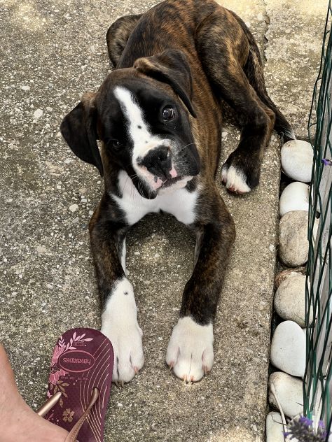 Boxer maschietto con Pedigree ENCI - Foto 6