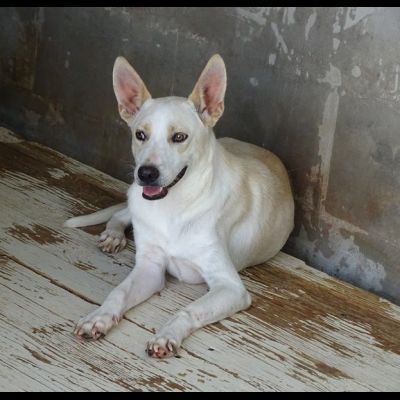 BEA E WHITE vite buttate, cani in adozione - Foto 5
