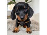 BASSOTTO NANO TEDESCO CUCCIOLI - BASSOTTI NANI nero focato- pag dilazionato