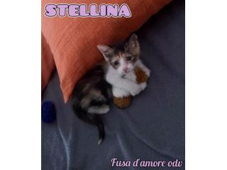 STELLINA, dolcissima micina in adozione!