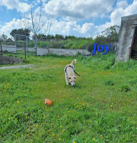 Joy in adozione - Foto 4