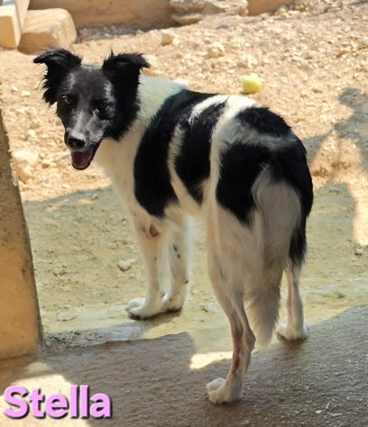 STELLA - Foto 4