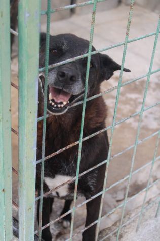 DEA E ZEUS 14 ANNI taglia media - Foto 6