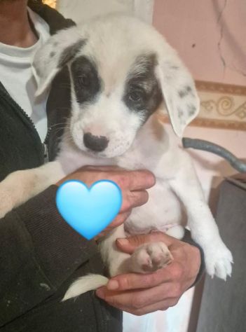 CUCCIOLI IN CANILE - Foto 3
