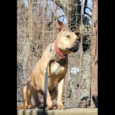 TERRY STUPENDA CAGNOLINA IN ADOZIONE - Foto 6