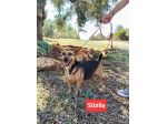 SIBILLA, 3 ANNI, TAGLIA PICCOLA, ABBANDONATA E IN CERCA DI UNA CASA VERA!