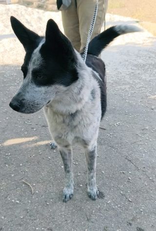 MILLY una bella cagnolina mix husky in adozione è ancora qui e cerca casa - Foto 8