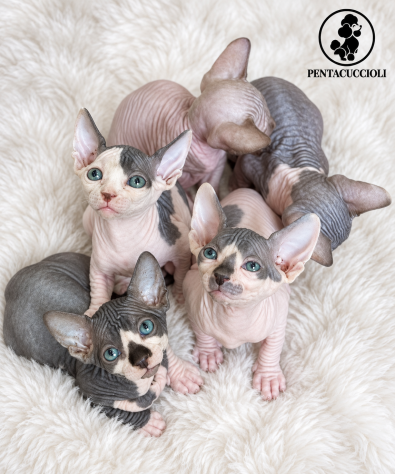 Gattini Sphynx (gatto nudo) disponibili, maschi e femmine - Foto 3