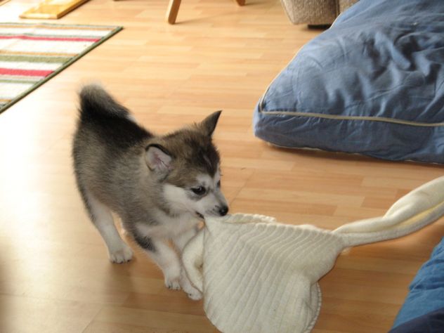 Cuccioli di alaskan malamute - Foto 2