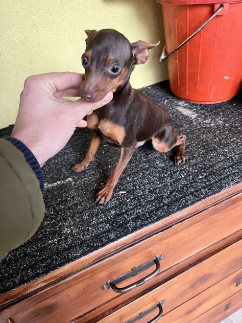 Pinscher Cioccolato (maschietti) - Foto 5