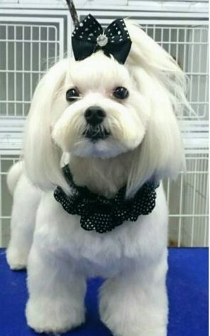 maltese cuccioli