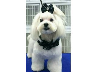 maltese cuccioli