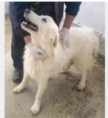 Brillo 6/7anni tg grande VIVE H24 SENZA MAI USCIRE DALLA CELLA!!SUD
