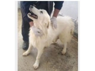 Brillo 6anni tg grande VIVE H24 SENZA MAI USCIRE DALLA CELLA!!SUD