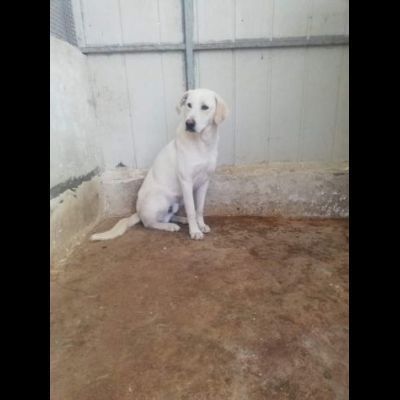 LIBECCIO buonissimo e pacato, aspetta una famiglia, cane in adozione - Foto 4