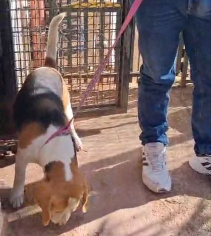 Alvin: nonnino Beagle dolcissimo. Lo cedono - Foto 3