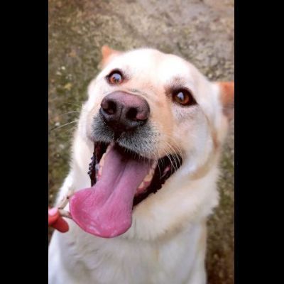 TAKESHI BELLO AFFETTUOSO CANE IN ADOZIONE