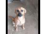 FIANDRA 15 chili di pura dolcezza cagnolina in adozione