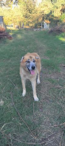 Simil Pastore 10anni..anni di appelli nessuno lo ha scelto.SALERNO - Foto 4