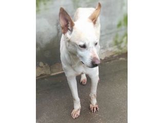 CANE DA ADOTTARE