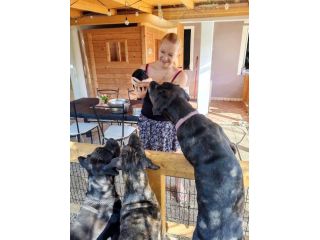 Coaching e consulenze Cane Corso