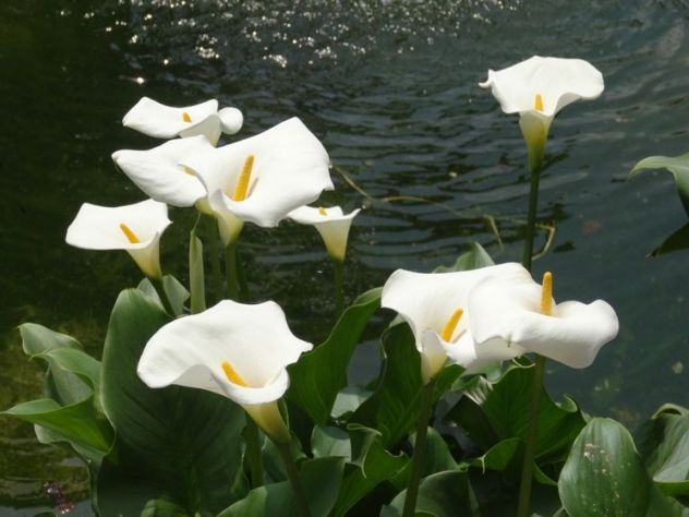 Piante acquatiche fitodepuranti,ossigenanti,ombreggianti per laghetti e acquari - Foto 10