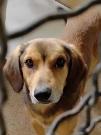 UGOLINO DOCILE, GLI PIACE FARSI COCCOLARE CAGNOLINO IN ADOZIONE - Foto 2