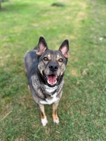 MILAGRO, cane buonissimo, abbandono estivo - Foto 7