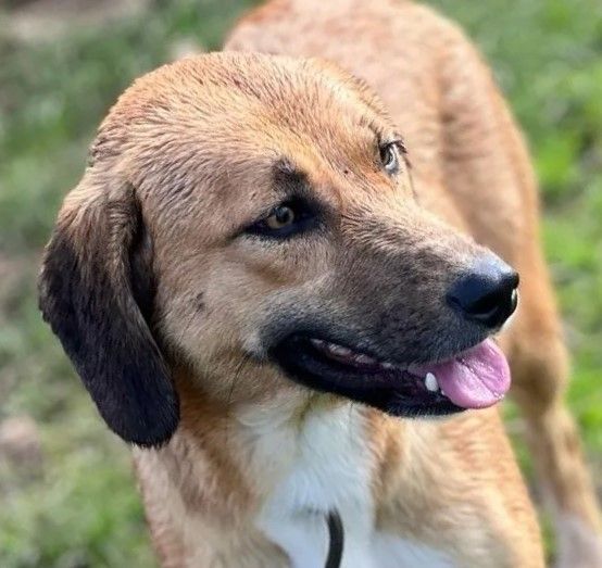 GIOVANE CAGNOLINA IN ADOZIONE, TAGLIA MEDIO PICCOLA - Foto 3