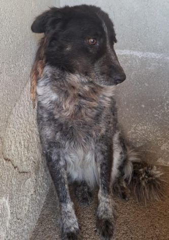 STELLA 8 ANNI taglia media E’ IN CANILE - Foto 8