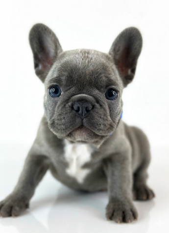 BOULEDOGUE FRANCESE - BULLDOG FRANCESE BLU cuccioli selezionati