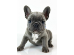 BOULEDOGUE FRANCESE - BULLDOG FRANCESE BLU cuccioli selezionati