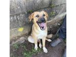MOCKY ADORABILE CUCCIOLONE IN ADOZIONE
