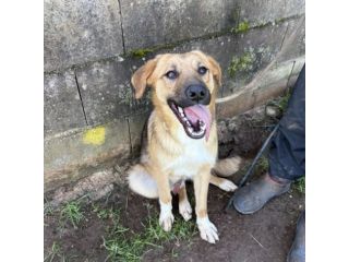 MOCKY ADORABILE CUCCIOLONE IN ADOZIONE