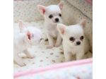 CHIHUAHUA TOY CUCCIOLI  da 60 euro al mese