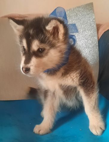 Alaskan Malamute cuccioli - Foto 4